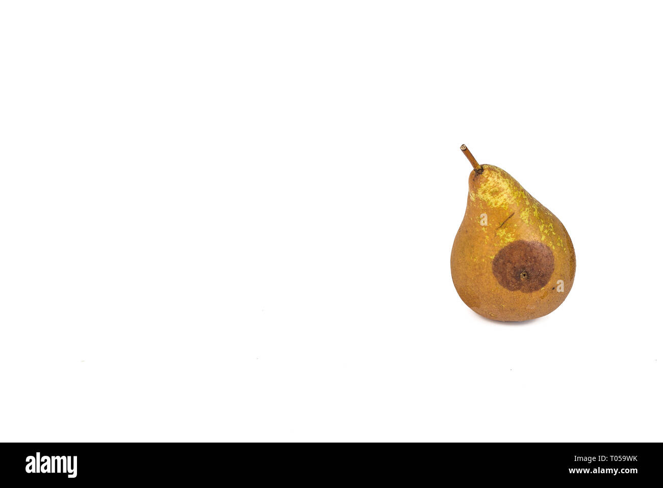 Boring trace of a codling moth Cydia Pomonella, in a wormy pear. scab, oidium, Monilia fructigena. On white background. Place to write Stock Photo