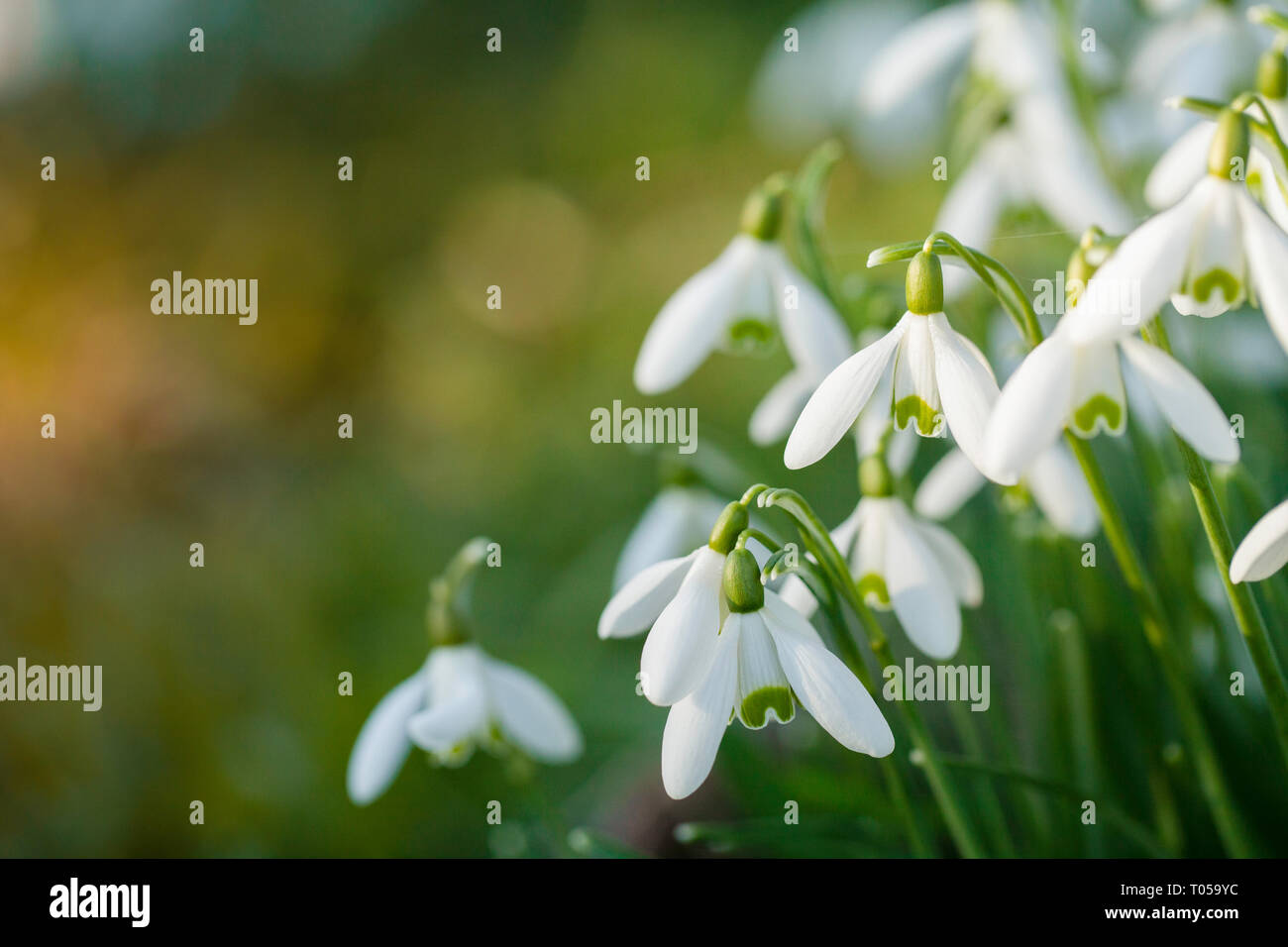Snowdrop wild flowers group at eye level with blurred bokeh lighting background. Early morning sunlight during spring Stock Photo