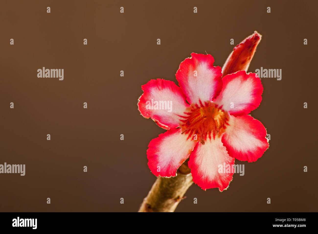 Impala Lily (Adenium multiflorum) 2 Stock Photo