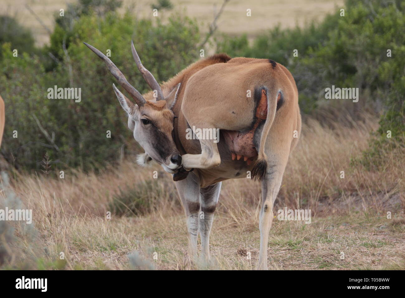 The african eland found im addo elephant park Stock Photo