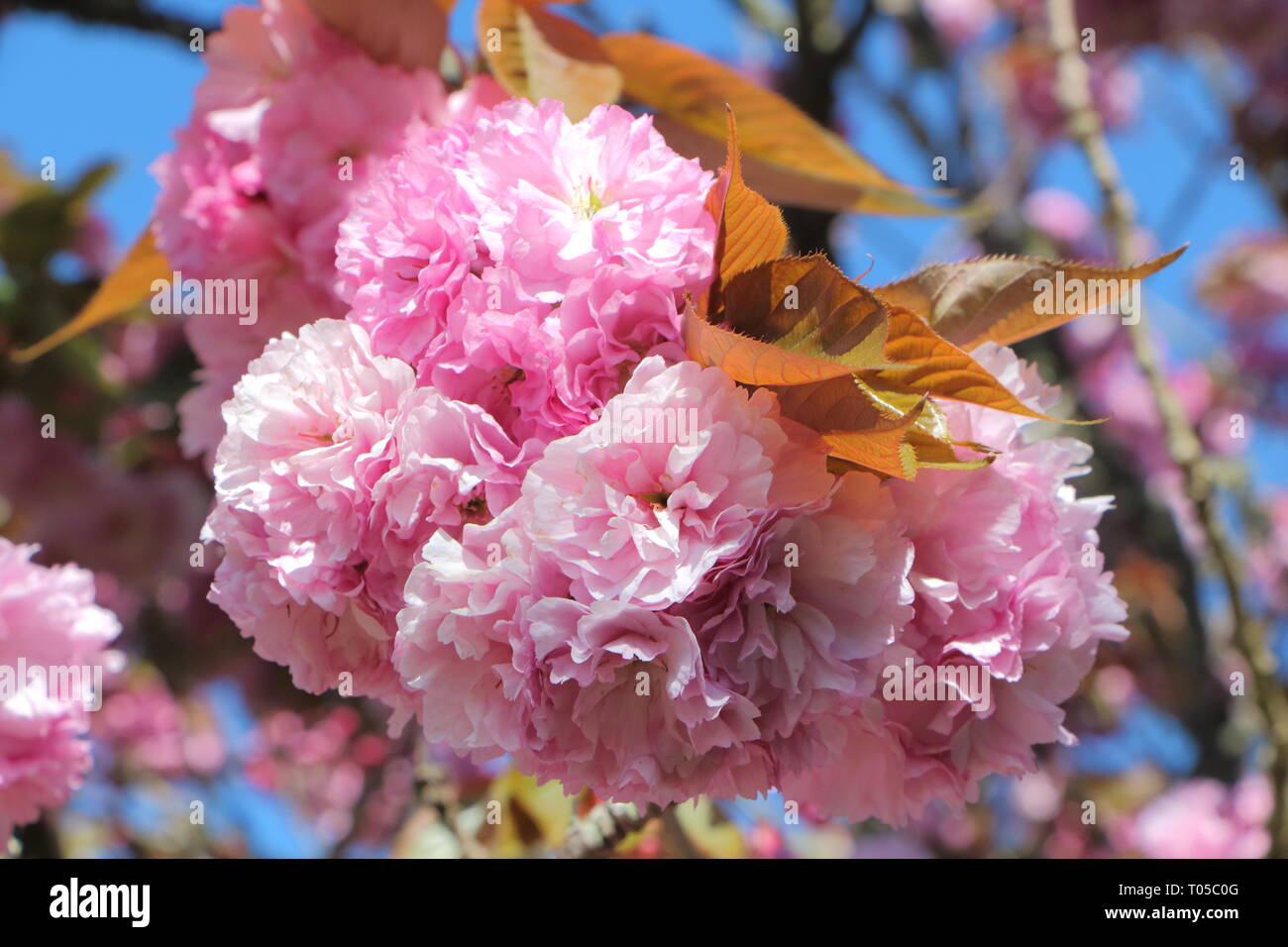 Close-up of pink flowers of japanese cherry tree in a garden during ...