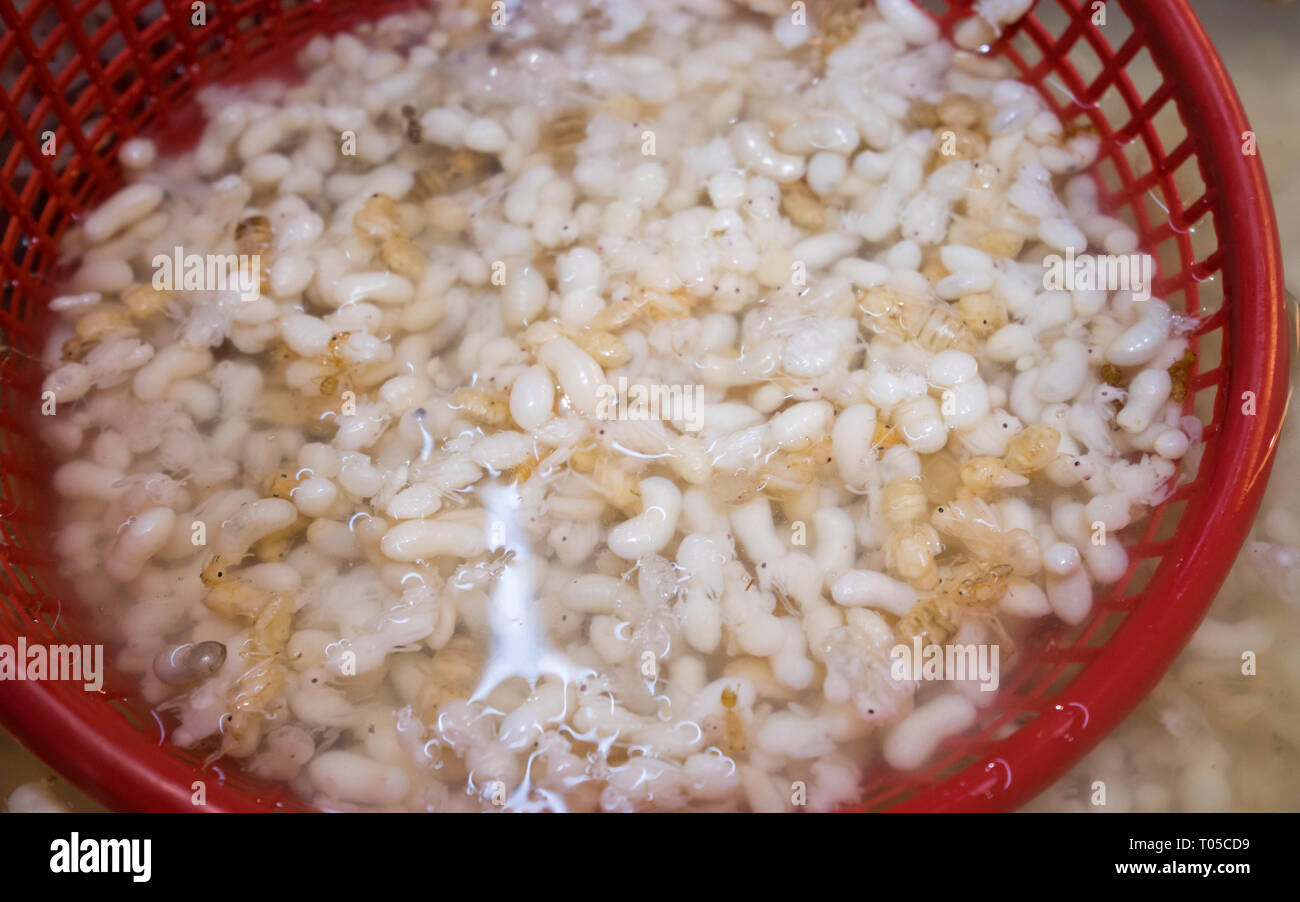 red ant egg in basket water Stock Photo