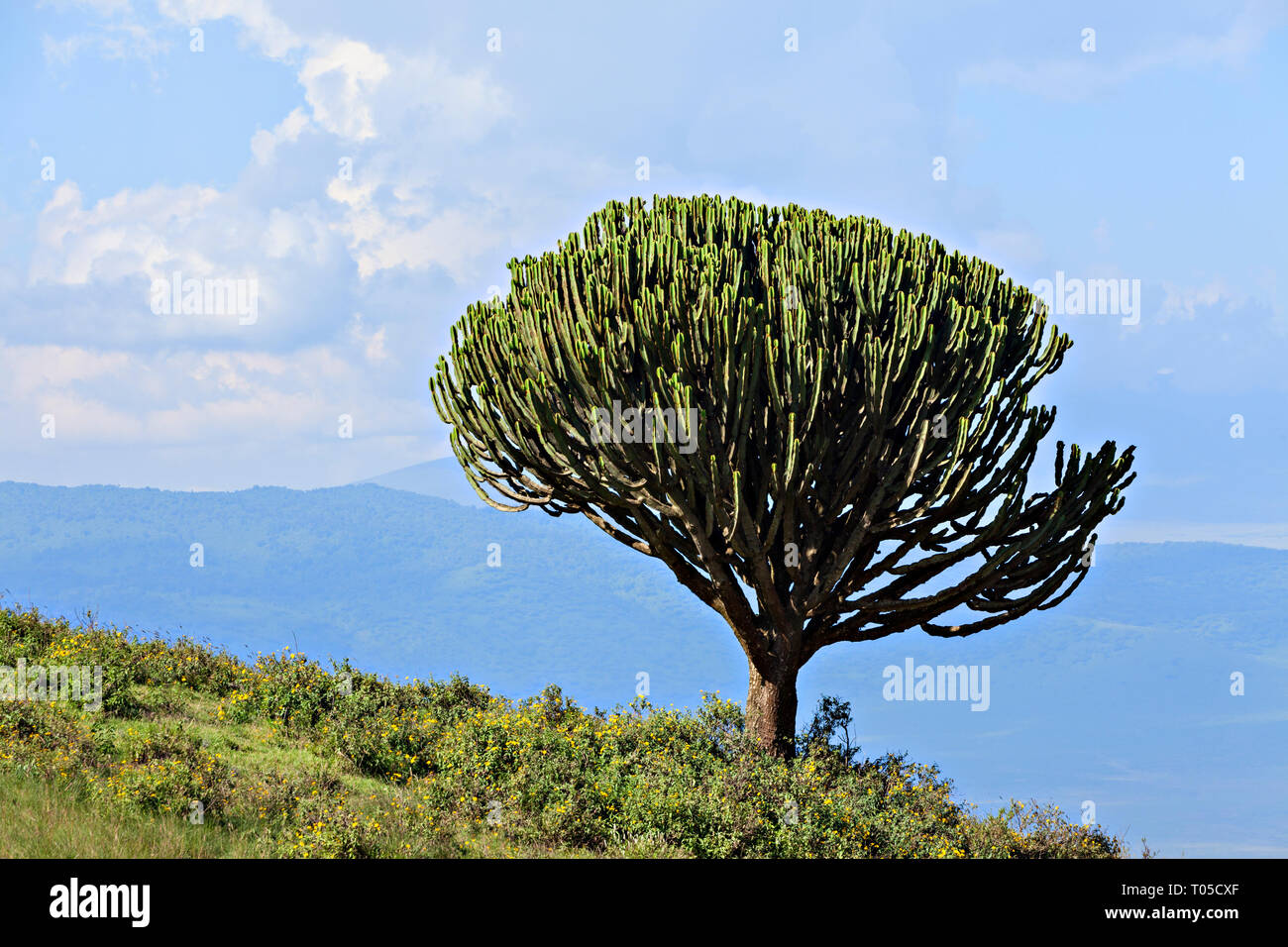 Candelabra Tree Stock Photo