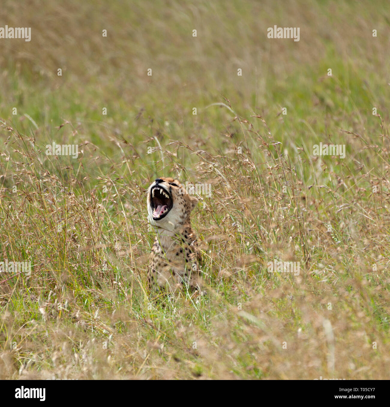Cheetah Teeth Stock Photo
