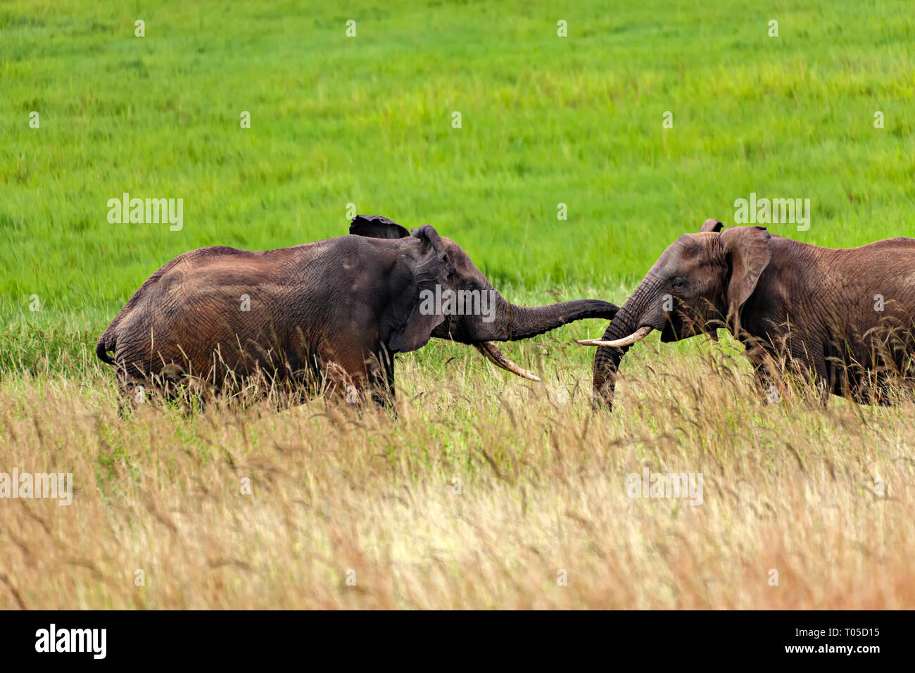 Elephants Fighting Stock Photo