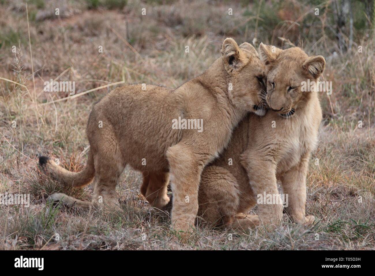 Nala Lion King High Resolution Stock Photography And Images Alamy