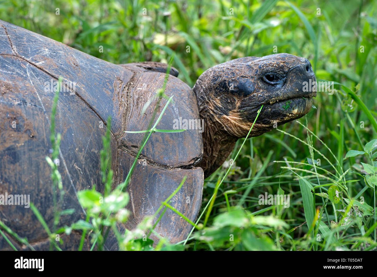 Galapagos giant tortoise (Chelonoidis nigra ssp), Santa Cruz Island, Galapagos Islands, Ecuador Stock Photo