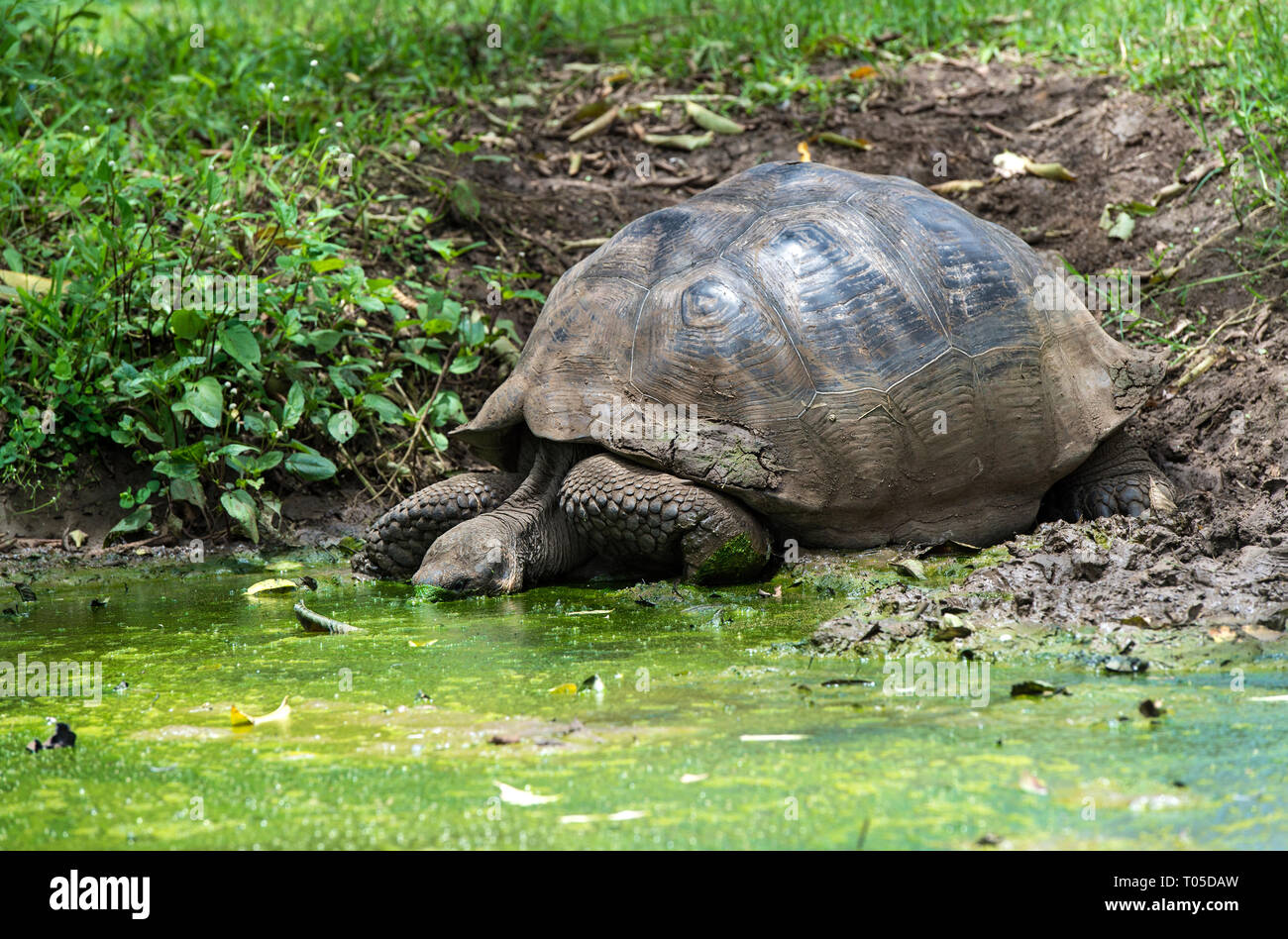 Galapagos giant tortoise (Chelonoidis nigra ssp) drinking water in a pond, Santa Cruz Island, Galapagos Islands, Ecuador Stock Photo