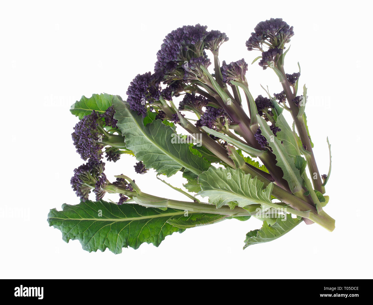 Early purple sprouting broccoli spring vegetable, isolated on white. Overhead view. Stock Photo