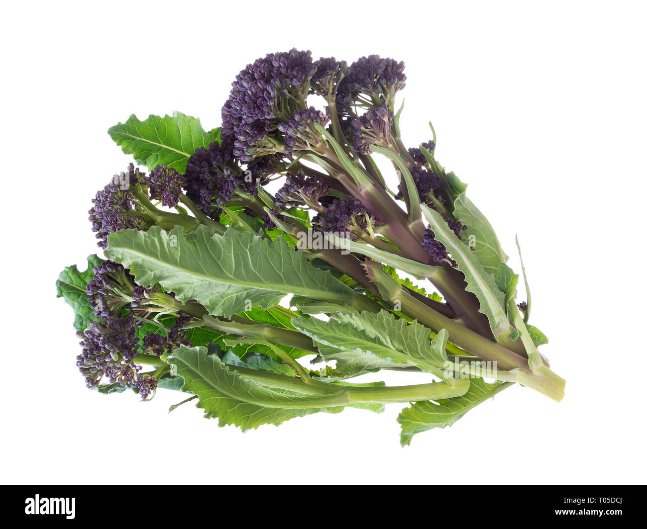 Handful of early purple sprouting broccoli spring vegetable, isolated on white. Overhead view. Stock Photo