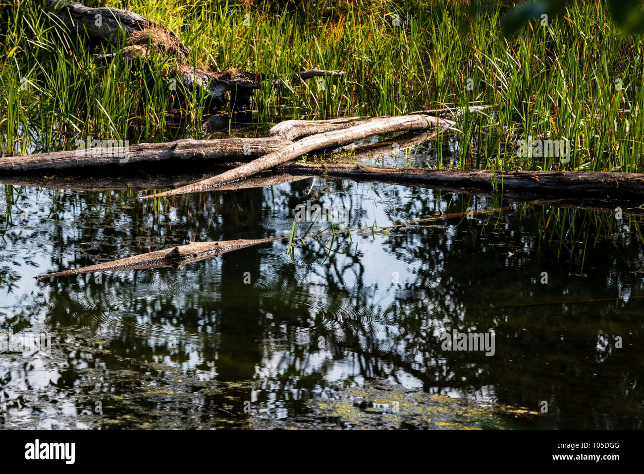 Murky swamp fallen tree logs floating in the water with reflection