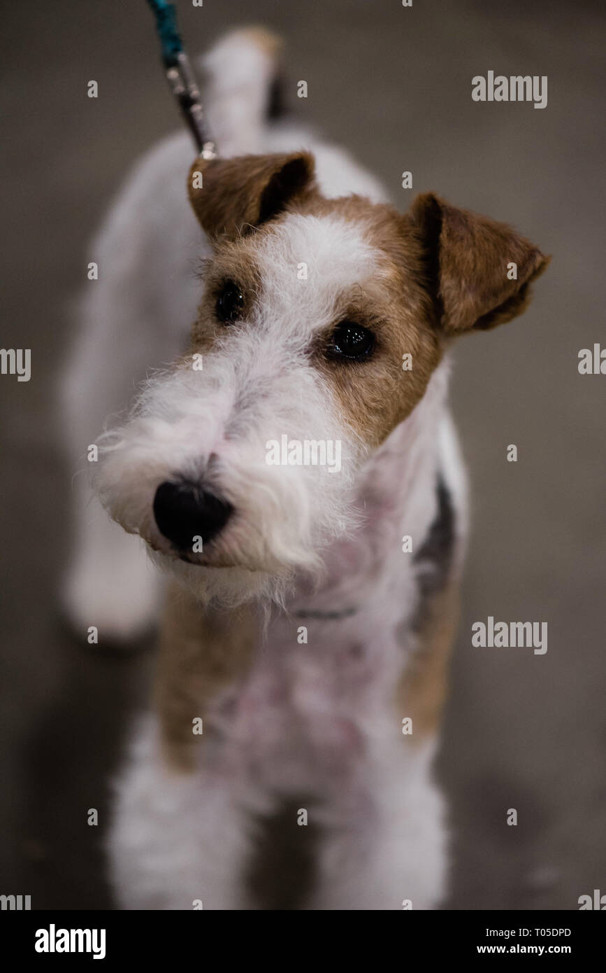 Fox terrier dog Stock Photo