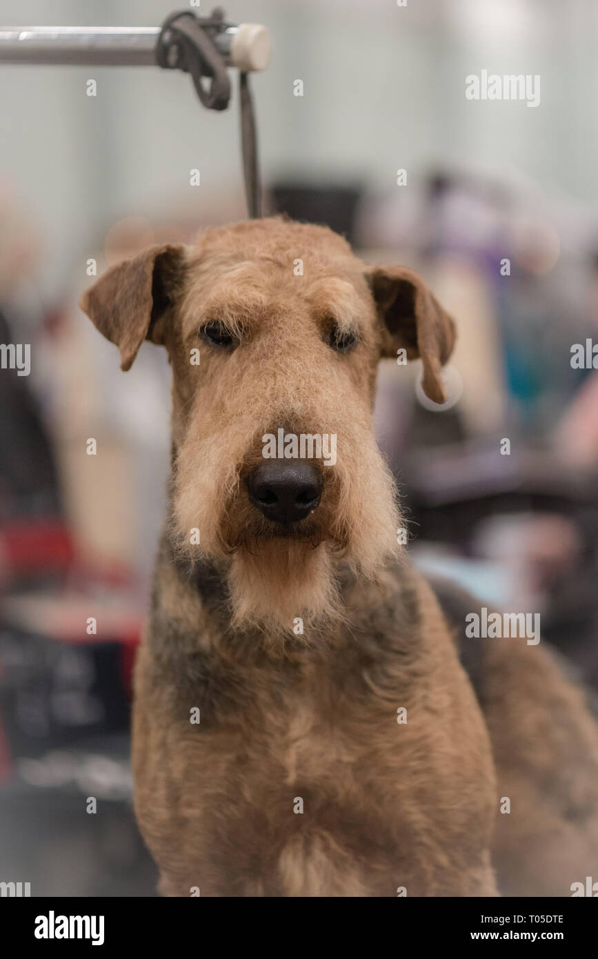 Airedale Terrier Stock Photo