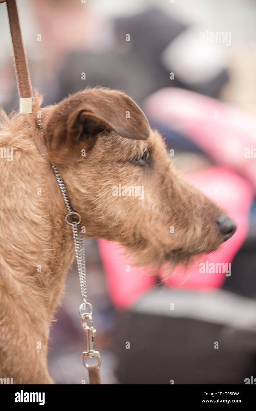 Irish terrier Stock Photo