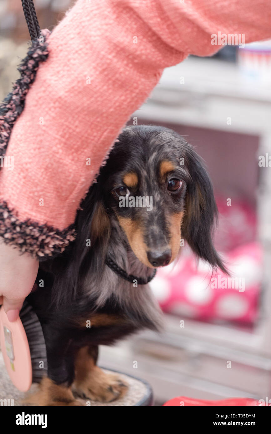 Long haired dachshund being groomed Stock Photo