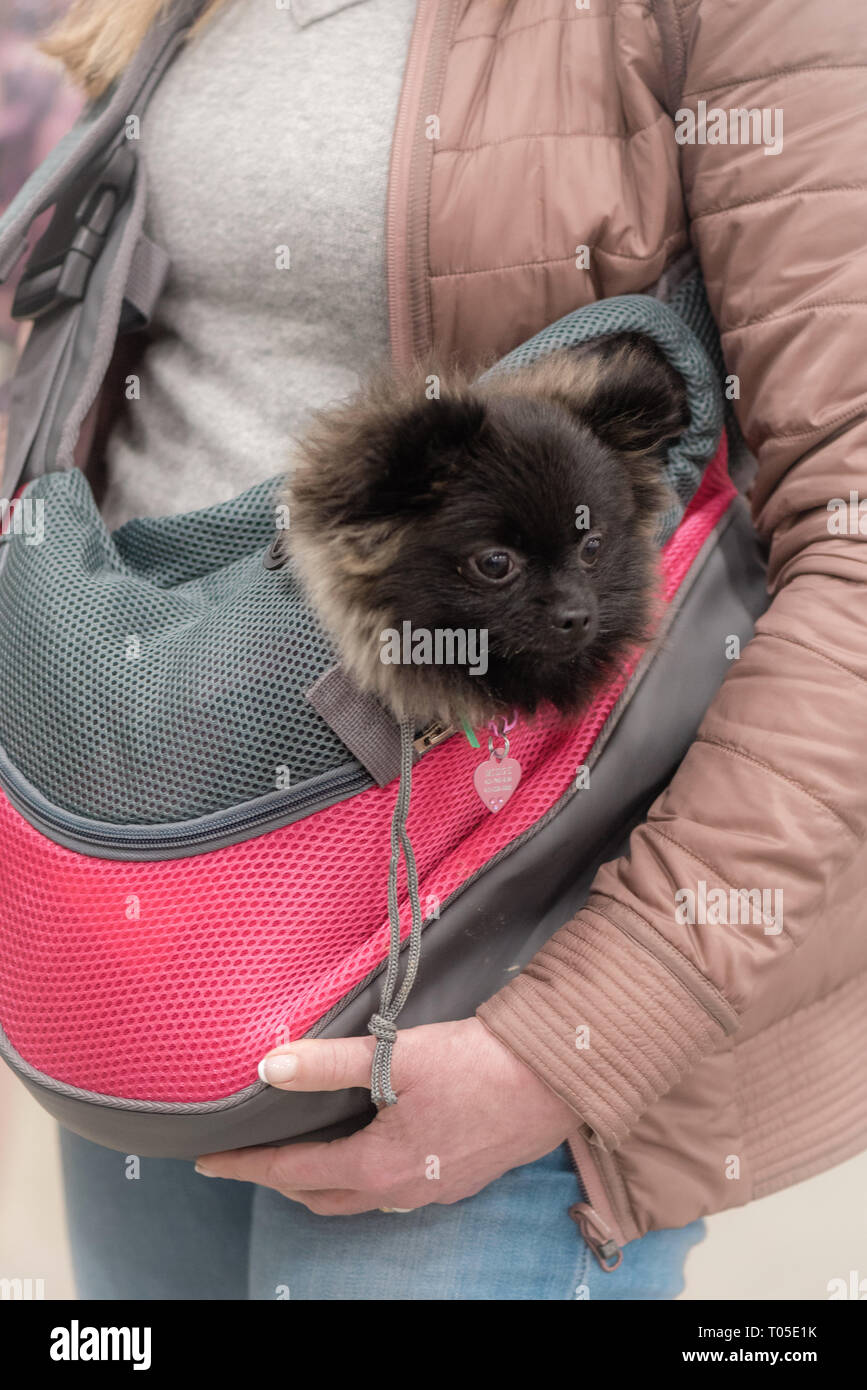 Pomeranian in a purse Stock Photo