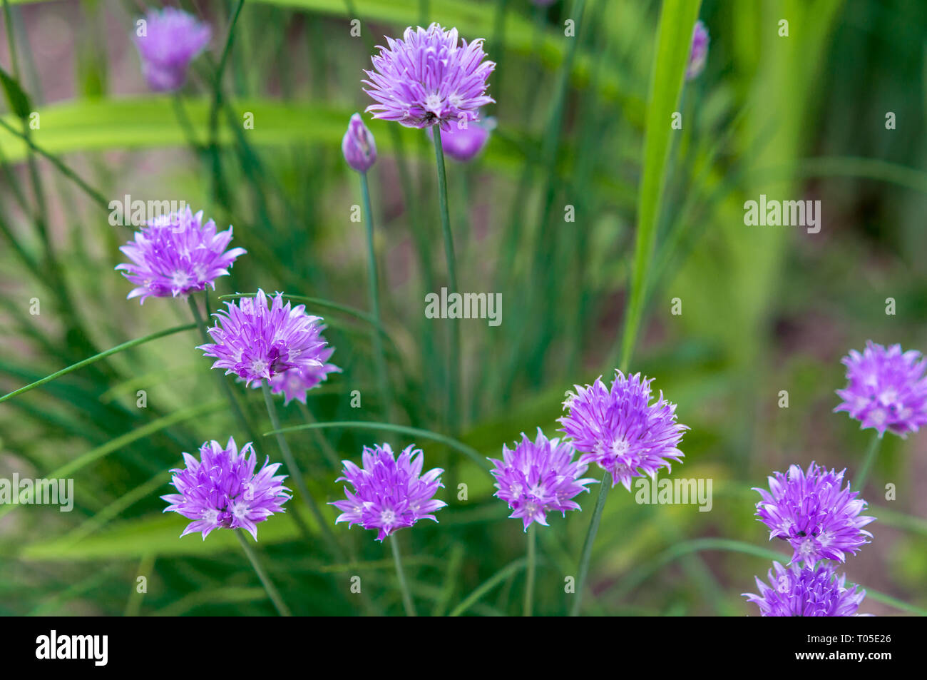 Blooming violet onion plant in garden. Flower decorative onion. Close-up of violet onions flowers on summer field.. Violet allium flower (allium gigan Stock Photo