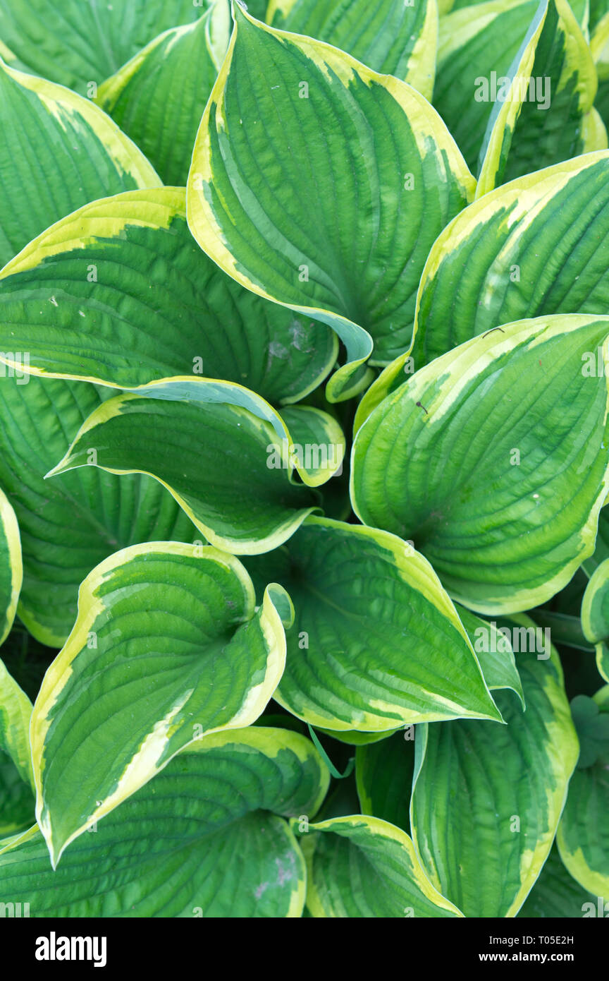Beautiful vibrant motley hosta plant close up, white green background. Corrugated leaves hosts, tropical concept Stock Photo