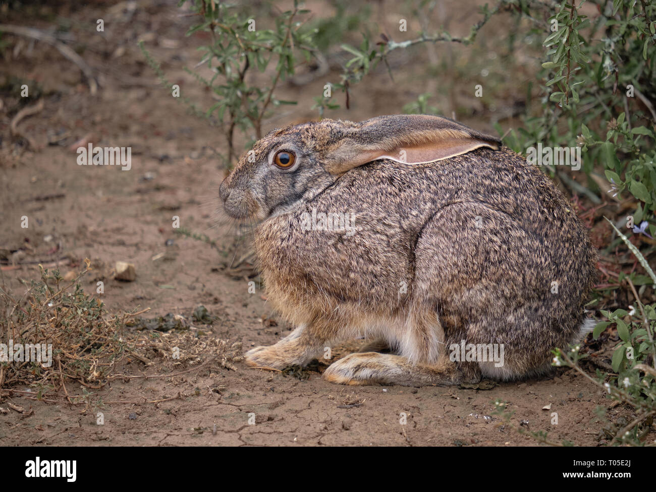 Lateral view of Cape hare Lepus capensis  in South Africa Stock Photo
