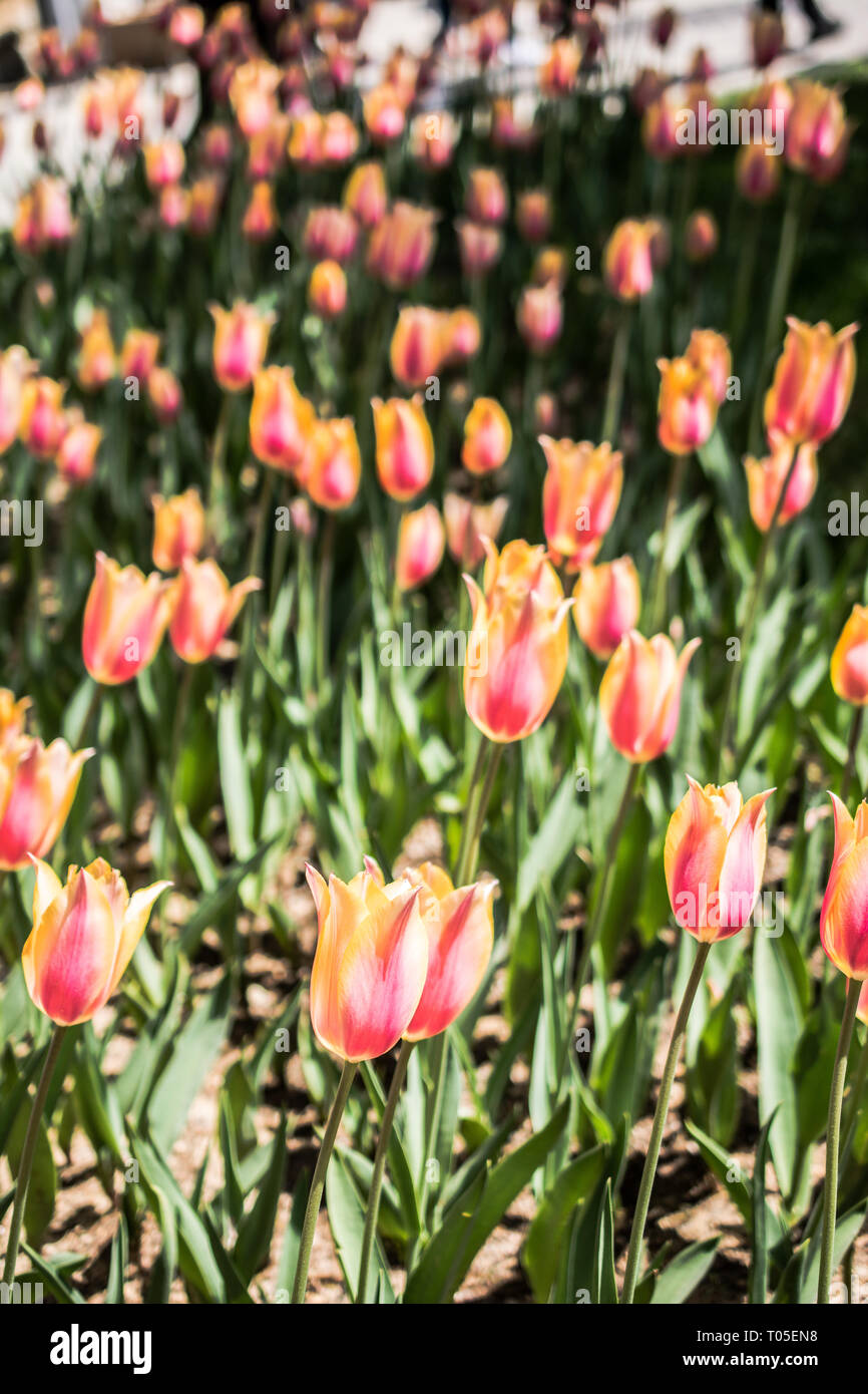 Blooming colorful tulip flowers in garden as floral background Stock ...