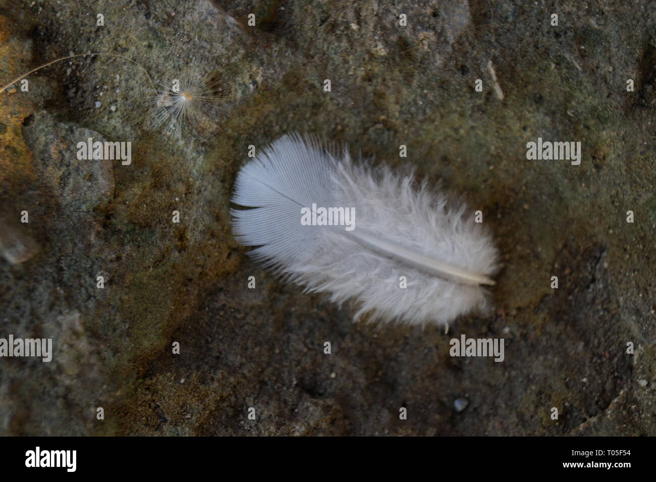 Feather on the ground Stock Photo Alamy