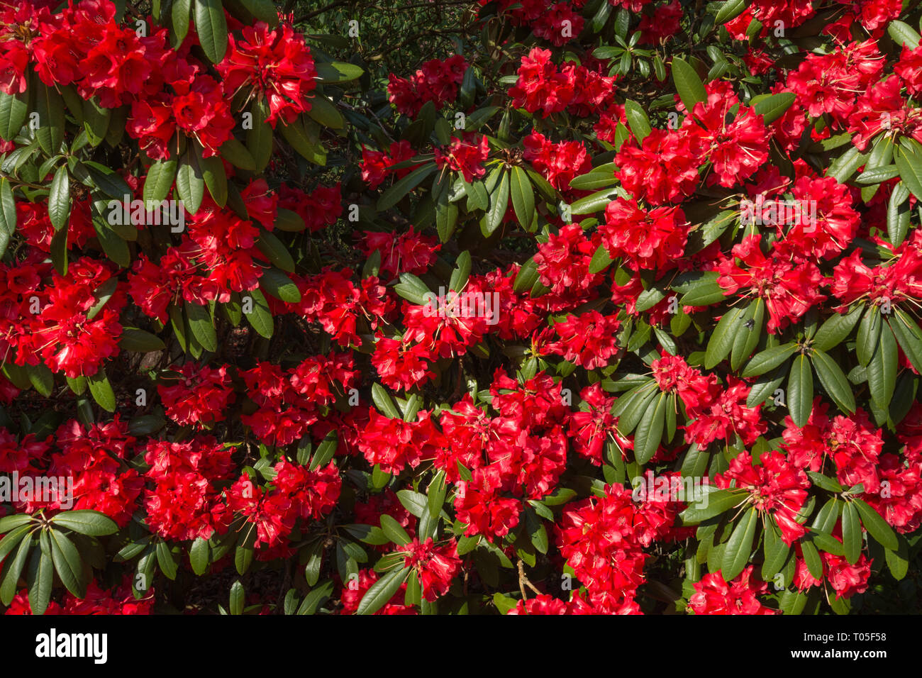 Rhododendron bush (arboretum X haematodes 'Choremia Tower Court') covered in colourful red flowers or blooms in March in an English garden, UK Stock Photo