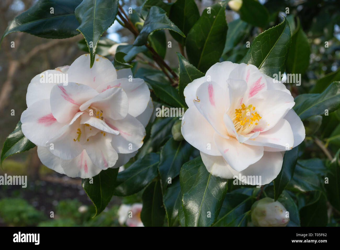 Flowers of camellia japonica 'lady vansittart pink' in early spring in an English garden Stock Photo