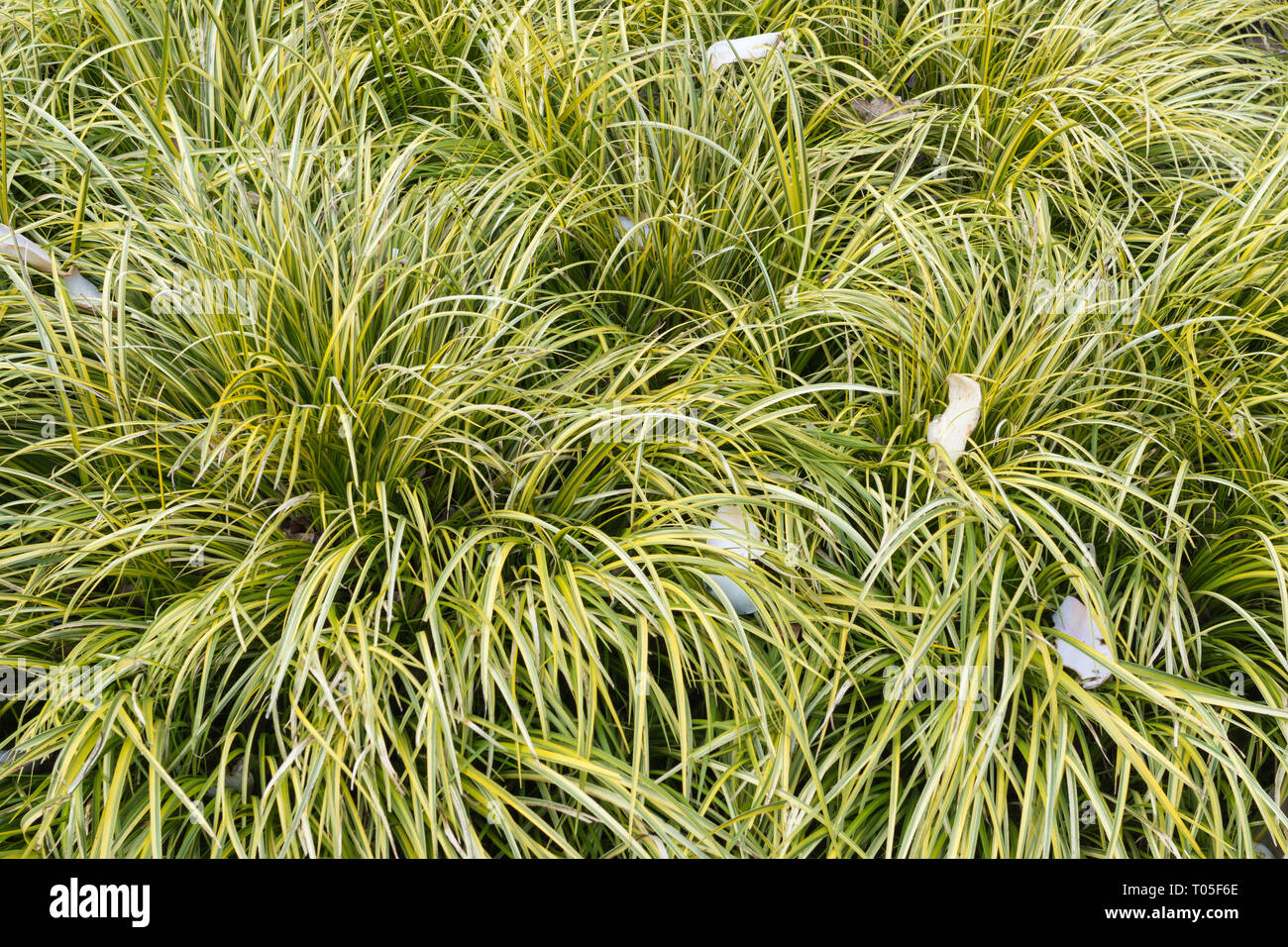Acorus gramineus 'Ogon' or golden variegated sweet flag plants in an English garden during March, UK Stock Photo