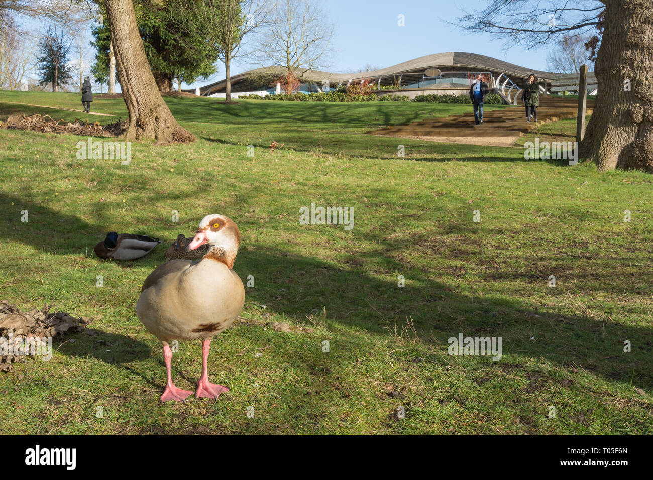 Egyptian goose (Alopochen aegyptiaca) in front of the Savill building in Savill Garden, UK Stock Photo
