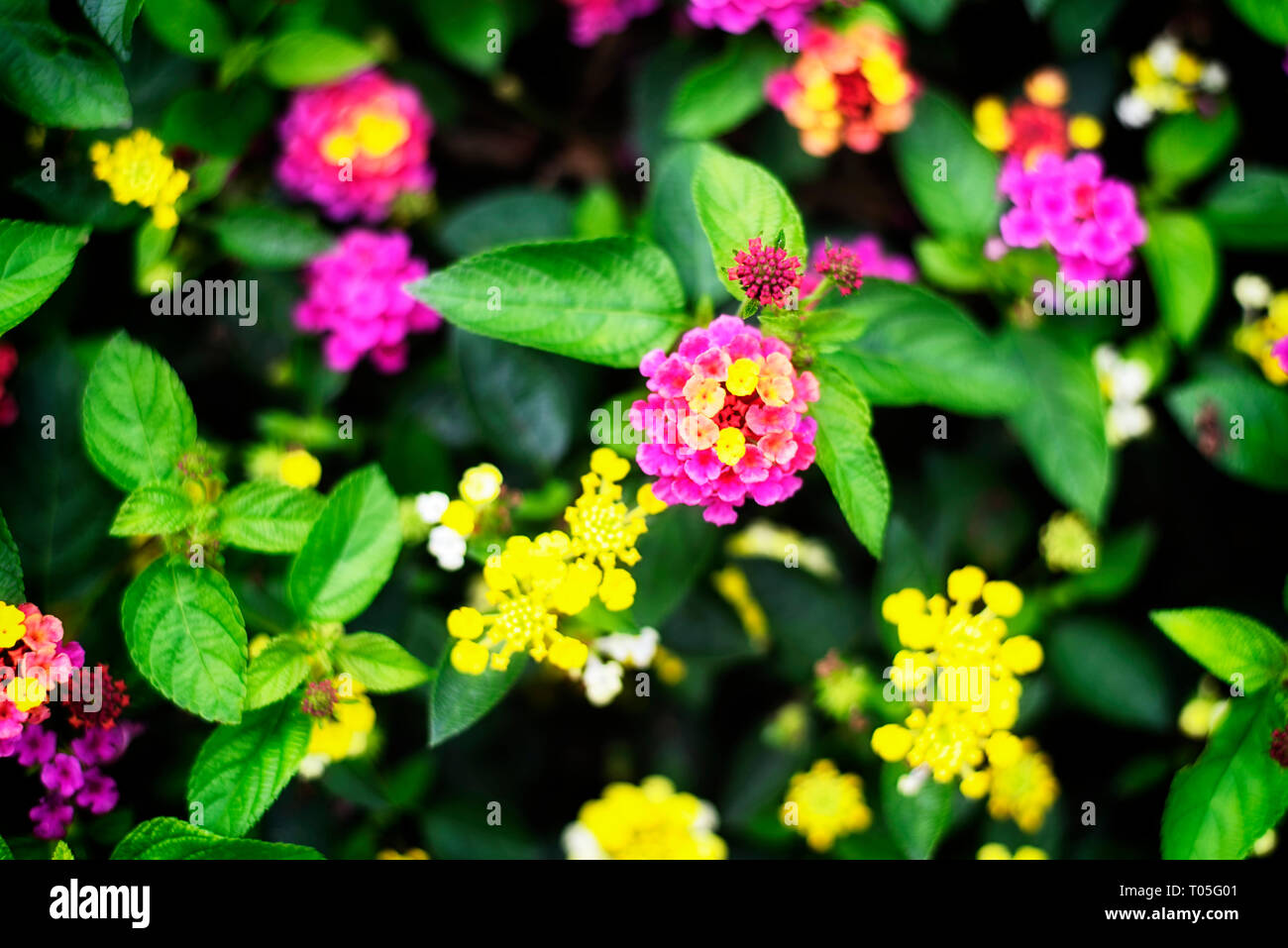 Multi-colored lantana camara flowers blooming in a garden on the property of the hillstead museum in farmington connecticut in hartford county. Stock Photo