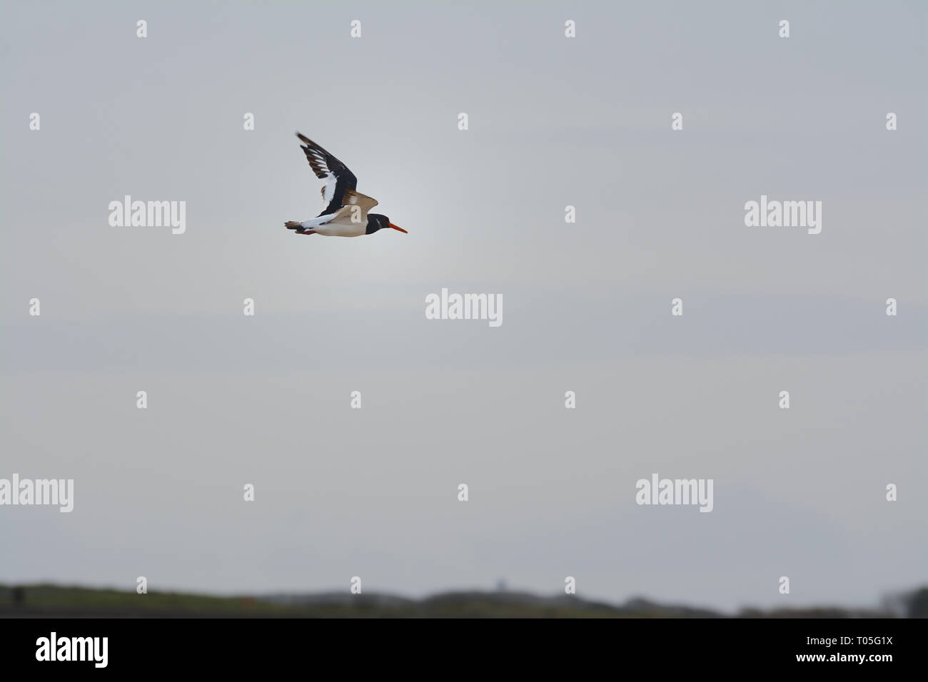 An Oystercatcher flying by the shoreline Stock Photo