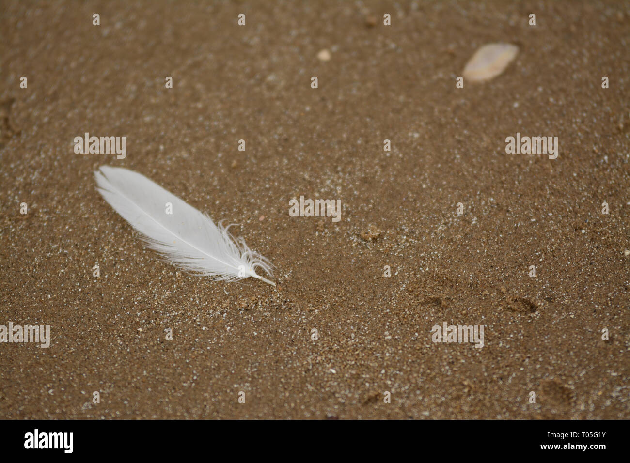 A white feather lying on a sandy beach Stock Photo