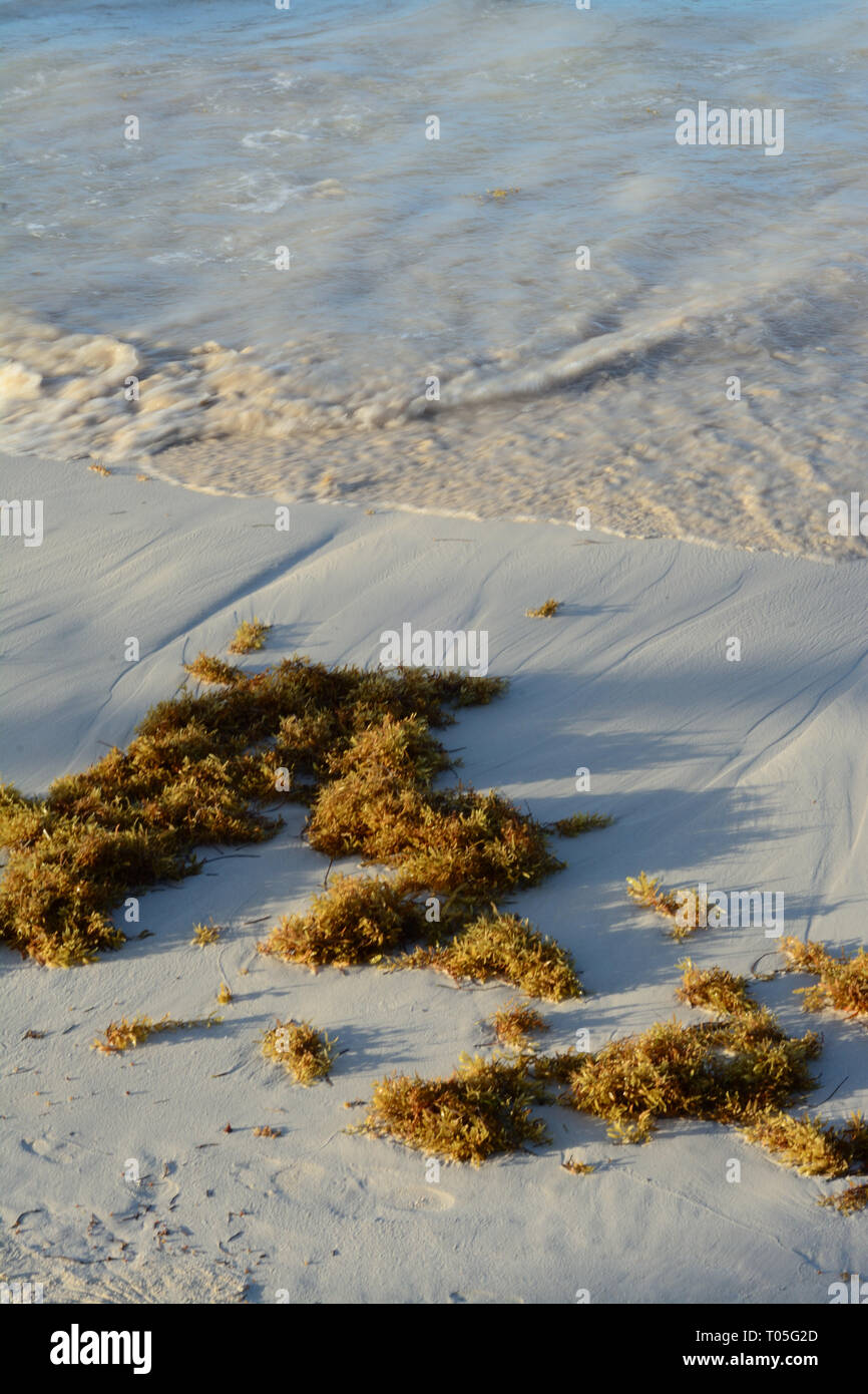 Sea weed on a Dominican Republic white sandy beach Stock Photo