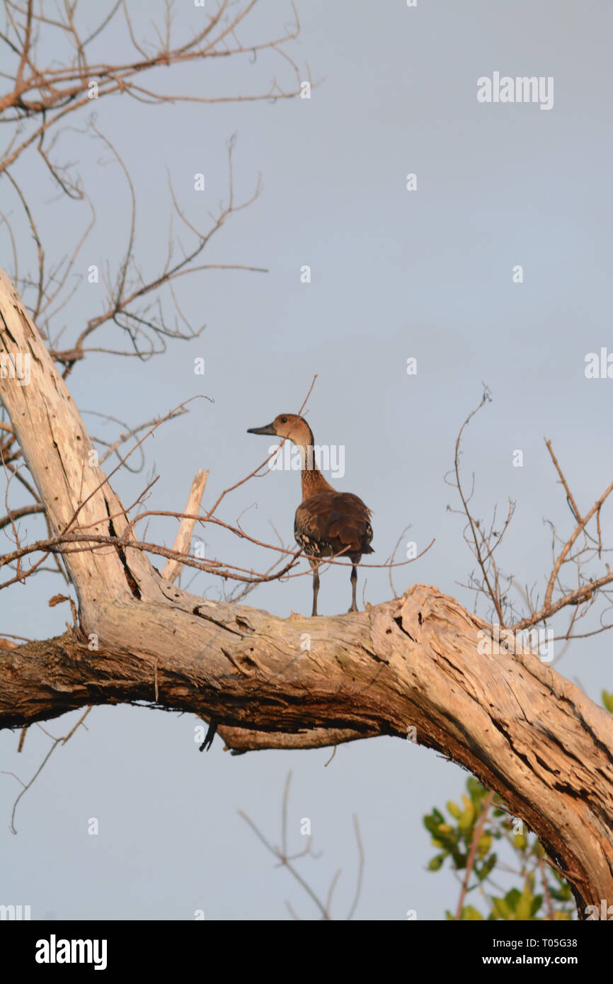 A duck in a tree looking to the left in the Dominican Republic Stock Photo