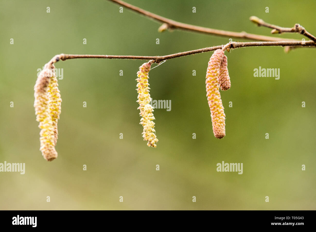detail of catkin seed pods hanging from a tree Stock Photo Alamy