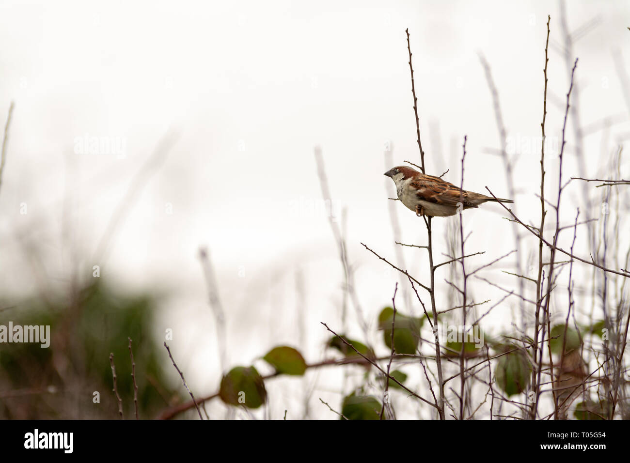 Sparrow on Twig in Winter. A common garden bird seen here in winter, perched on tree branch. Stock Photo