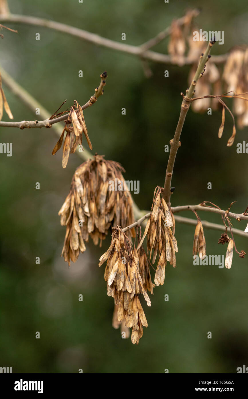 Winter brown seed pods hanging from a tree Stock Photo
