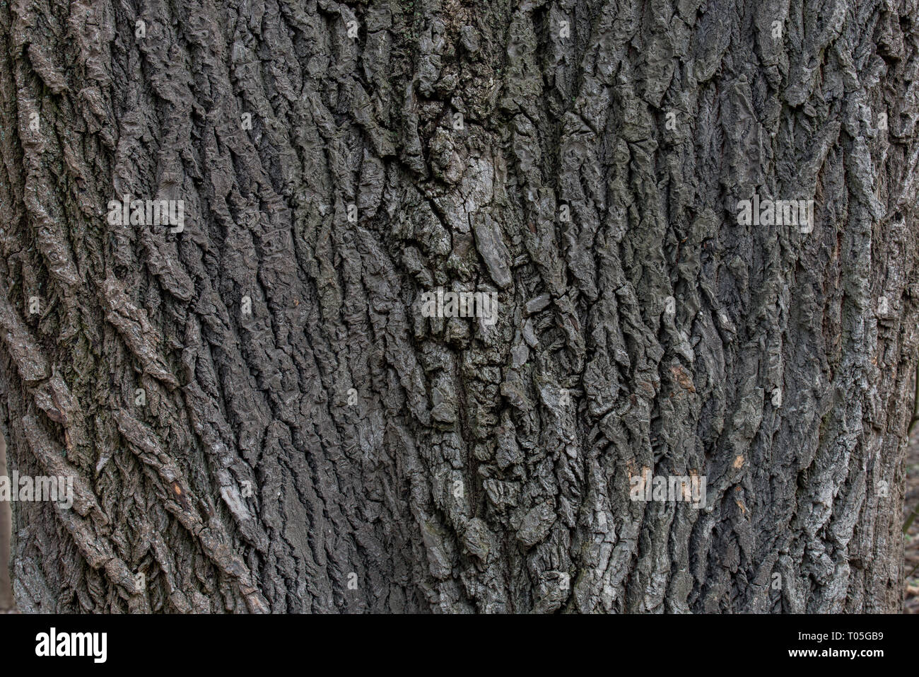 old poplar bark tree texture background Stock Photo - Alamy