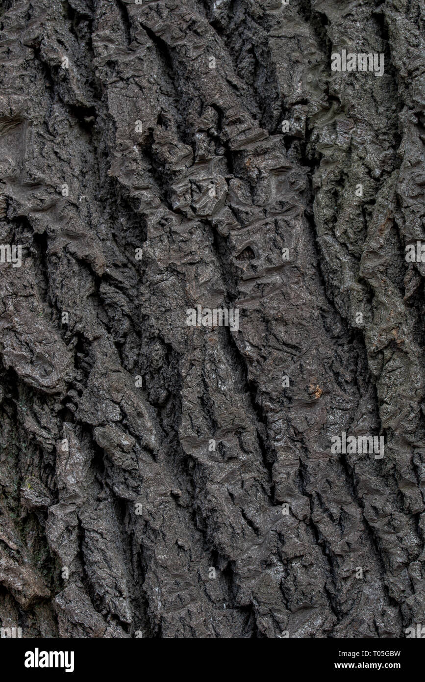 old poplar bark tree texture background Stock Photo - Alamy