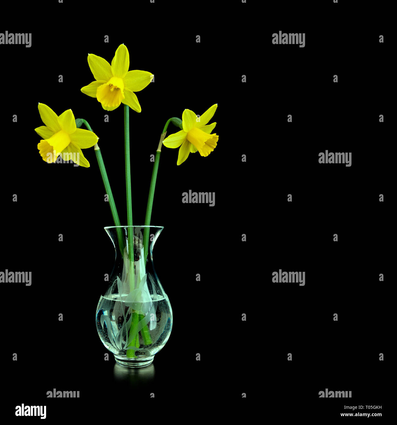 Three miniature yellow daffodil flowers (Narcissus tete a tete) in a small clear glass vase isolated against a black background, Spring, UK. Stock Photo