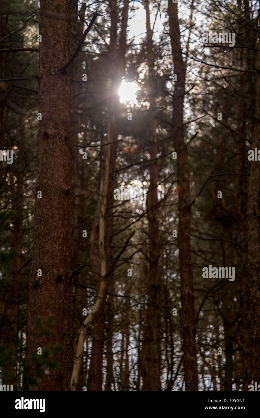pine forest with sun setting Stock Photo