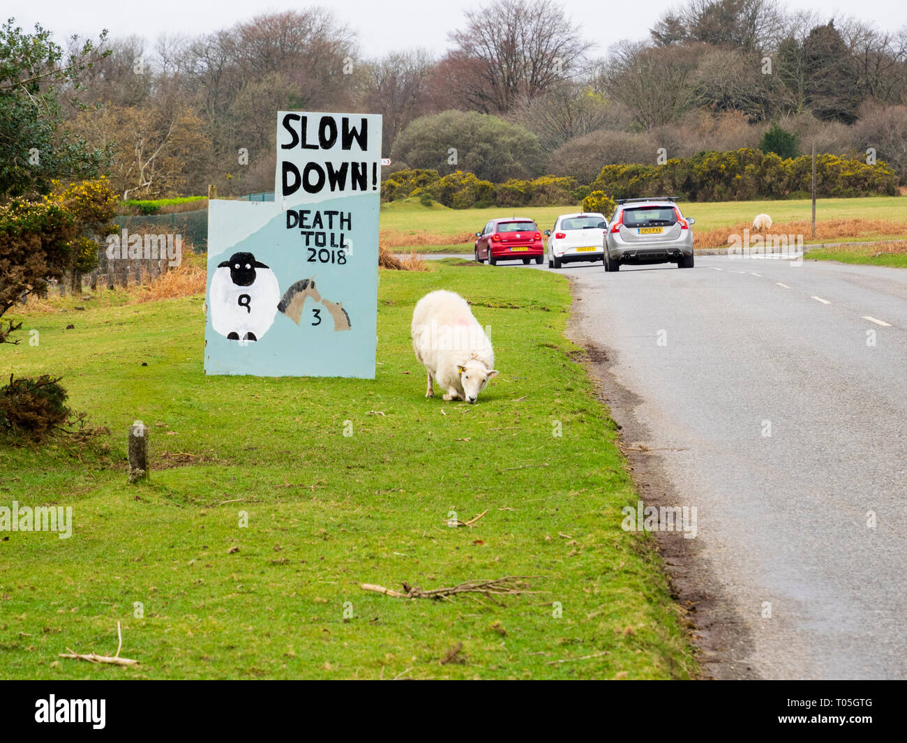 Sheep and traffic beside warning sign with animal mortality figures on unfenced road at Roborough Down, Dartmoor, UK Stock Photo