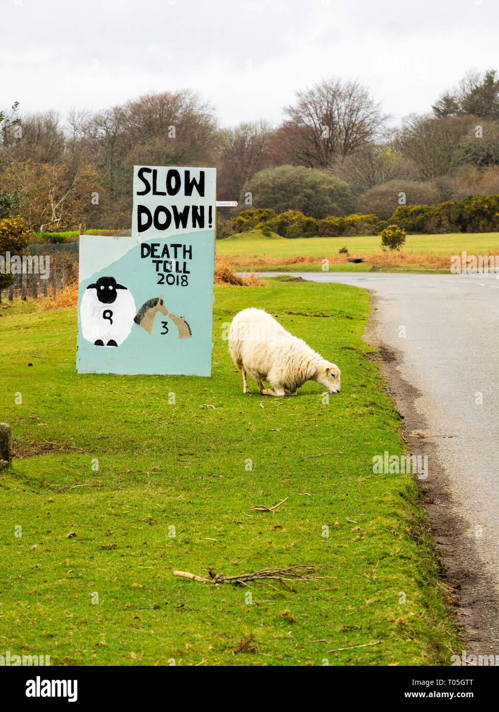 Sheep beside warning sign with animal mortality figures on unfenced road at Roborough Down, Dartmoor, UK Stock Photo