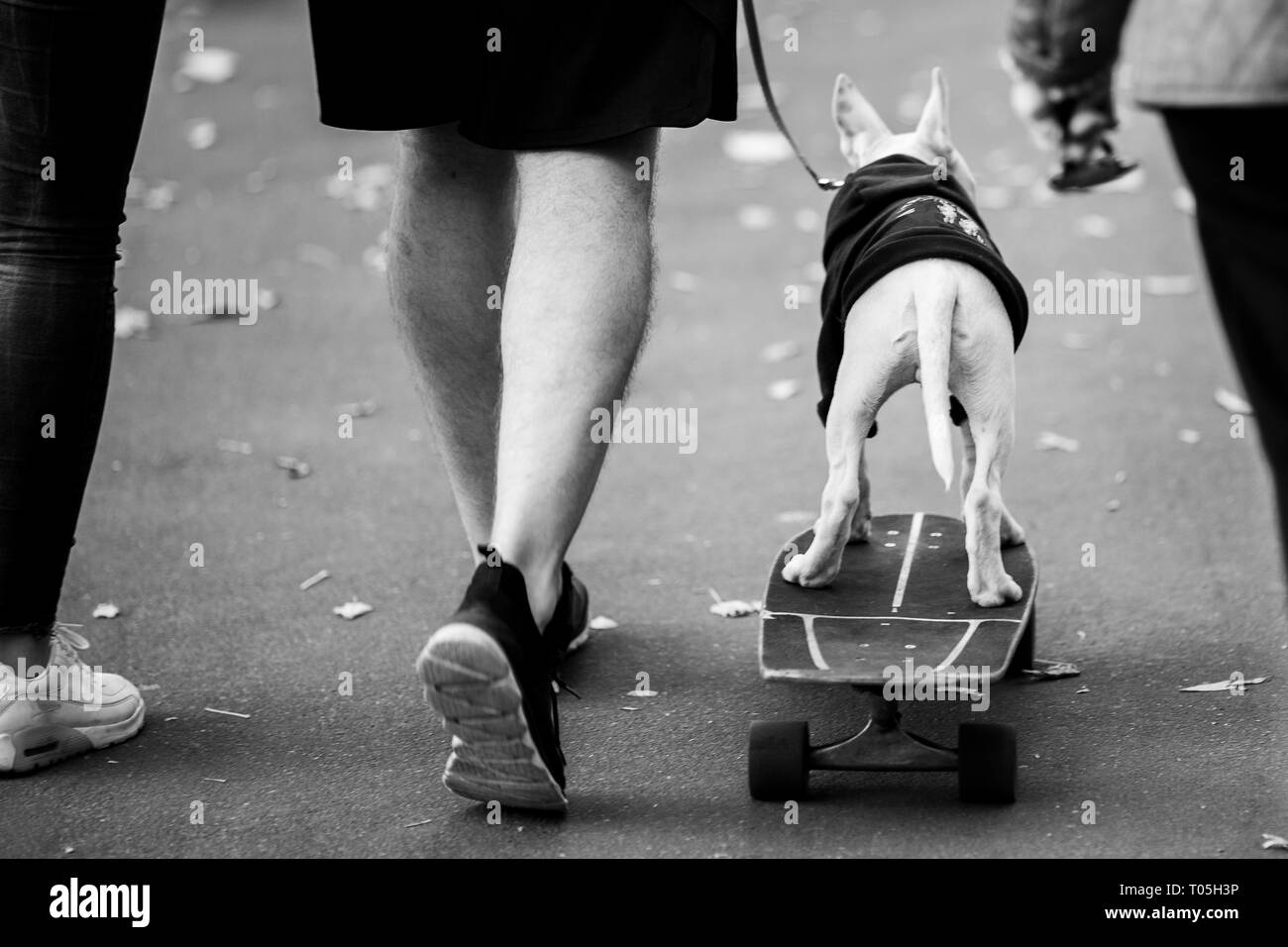 Black and white photo from back of man with dog on skateboard . Stock Photo