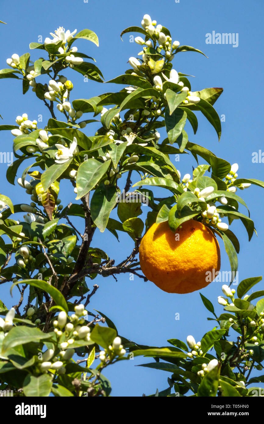 Valencia Orange Tree Blossoms White Flowers Fruit Hanging on Branch Orange Blossoming Branches Blooming Against Blue Sky Region Valencia Spain Europe Stock Photo