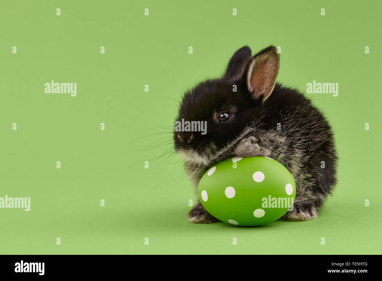 Black baby bunny rabbit with green painted polka-dotted egg on green background. Easter holiday concept. Stock Photo