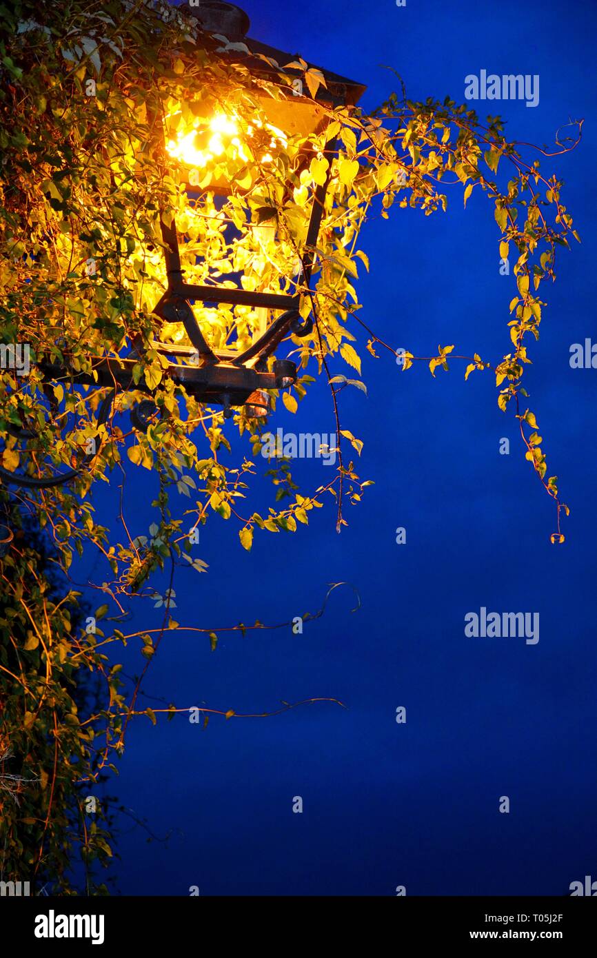street lamp, electric lamp and plants Stock Photo