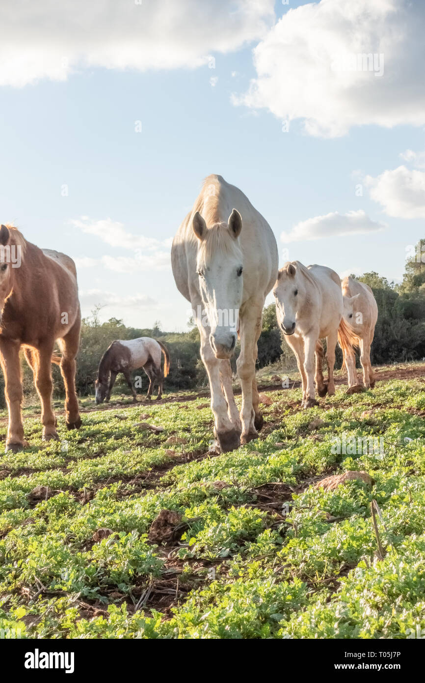 horses walking forward in a green meadow with blue sky Stock Photo
