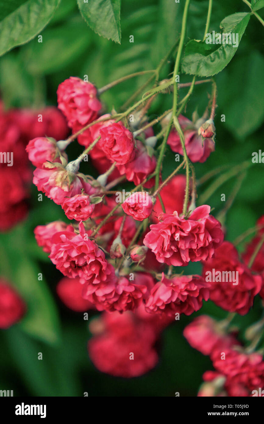 blooming red small roses Stock Photo Alamy