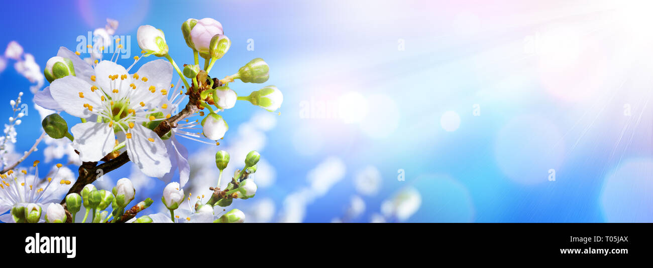 Blooming In Spring - Almond Blossoms In Sunny Sky Stock Photo